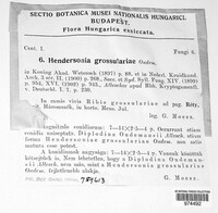 Hendersonia grossulariae image